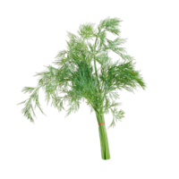 Antheum graveolens